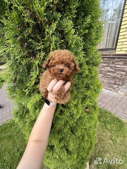 Micro тедди тикап девочка (мальтипу, бишпу, бишон)