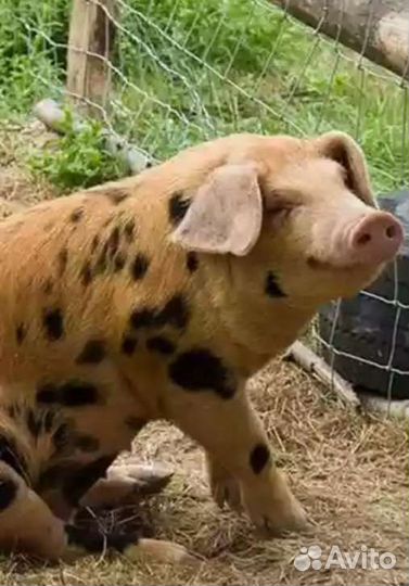 Электропастух для свиней