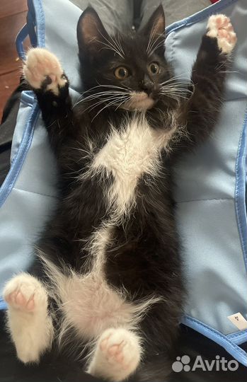 Котенок маркизик 3 мес