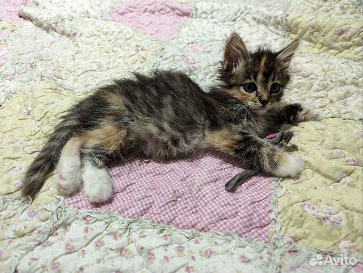Котенок трехцветный 2 месяца