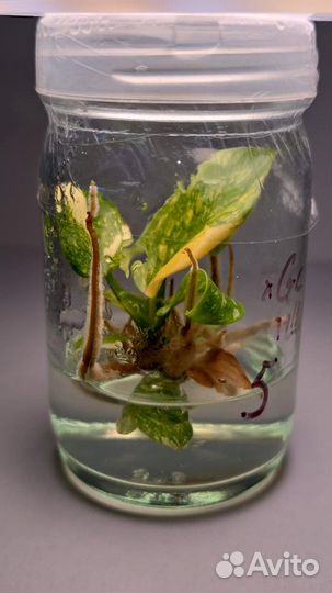 Филодендрон Конго Грин Марбл, клоники