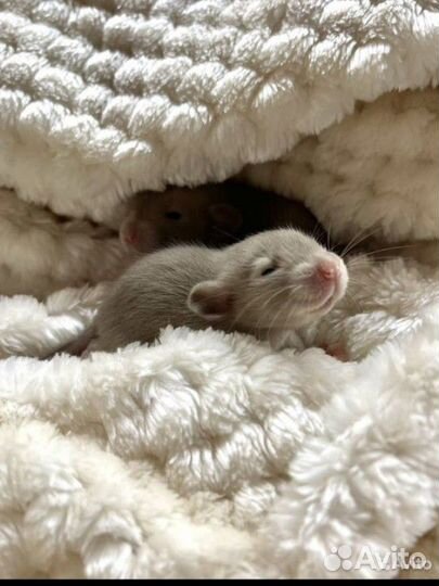 Крыса/ крысята Дамбо клетка