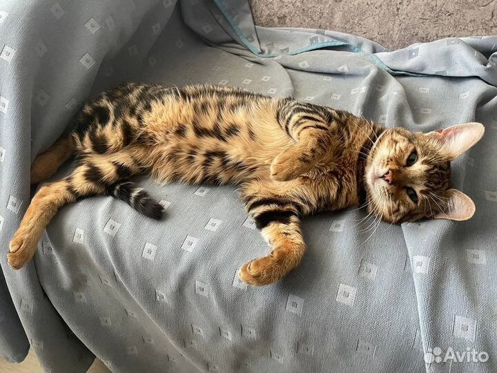 Домашний, умный кот в добрые руки