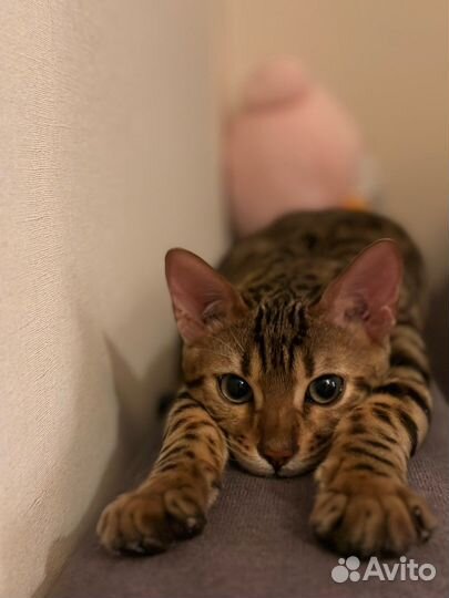 Кот бенгал 1 год
