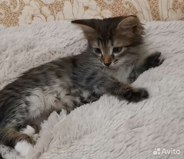 Котенок мальчик