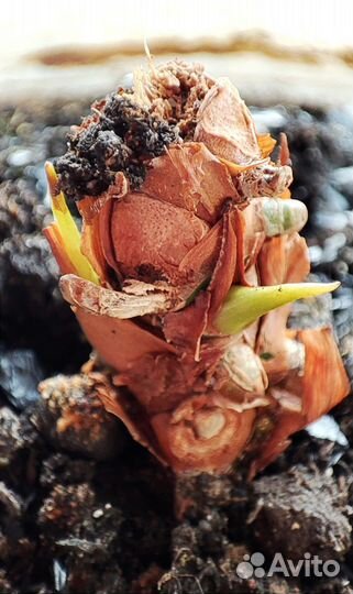 Антуриум- (мужское счастье) комнатный цветок