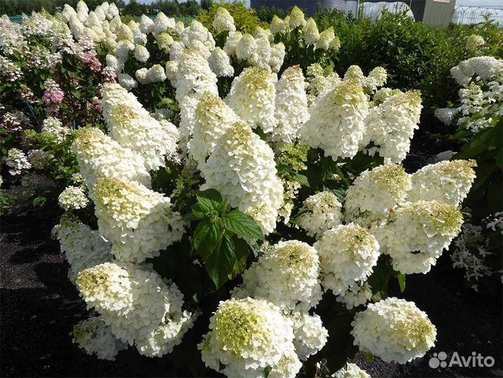 Гортензия метельчатая