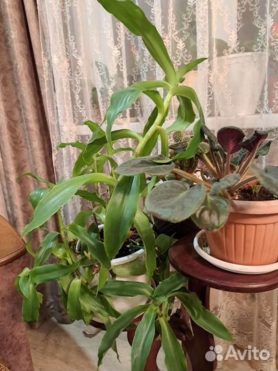 Растение золотой ус с горшком