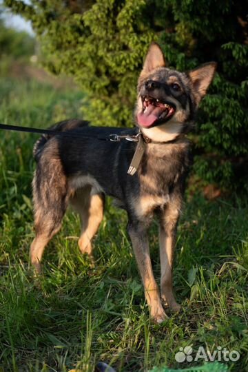 Отдам бесплатно щенки