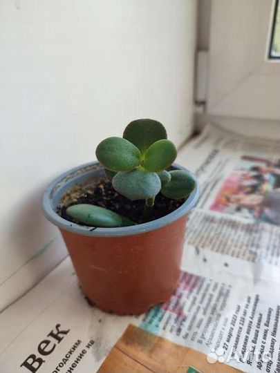 Толстянка (денежное дерево)