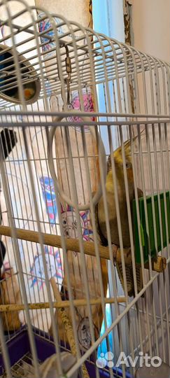 Попугай корелла с клеткой