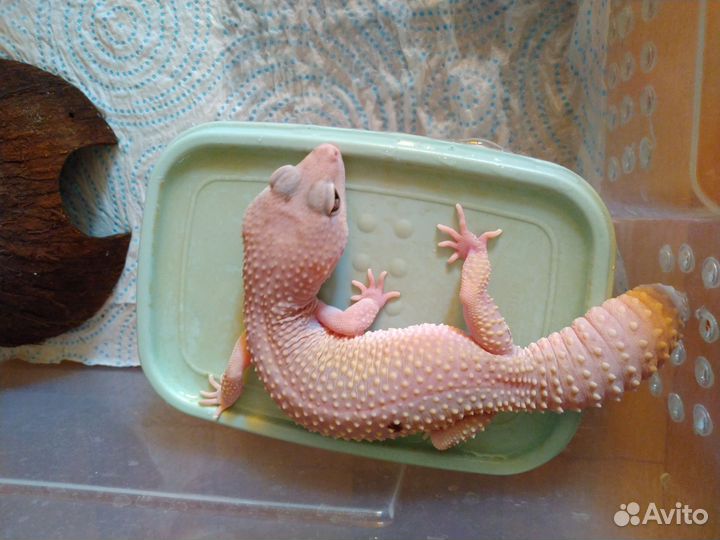 Гекконы, Эублефар