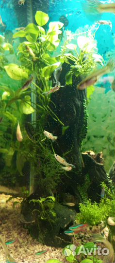 Рыбки гуппи