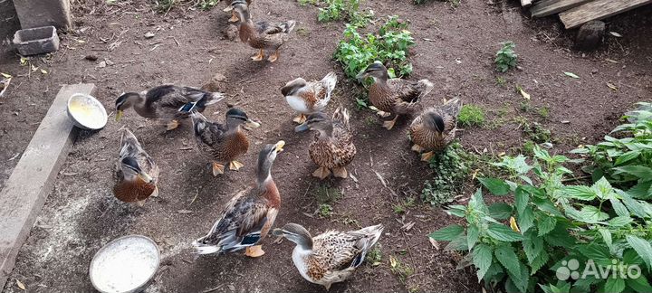 Подсадные утки