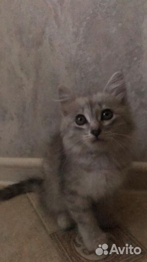 Котята бесплатно