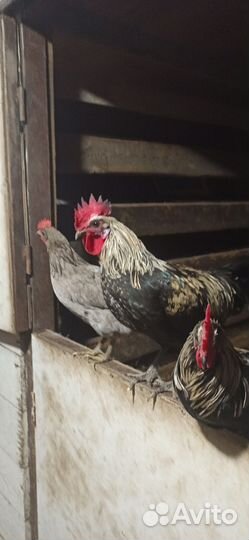 Петушки породы Маран и Сильверудд Блу