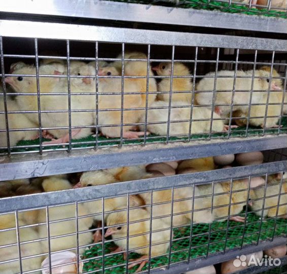 Цыплята бройлеры кобб 500 и росс 308