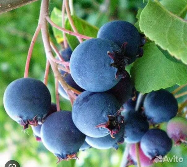 Плодовые деревья,кустарники, многолетники