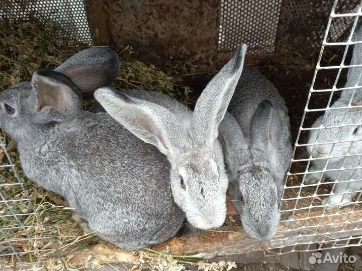 Кролики молодые