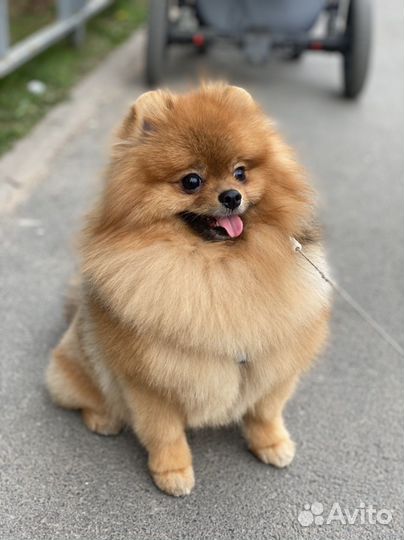 Померанский шпиц вязка - кобель