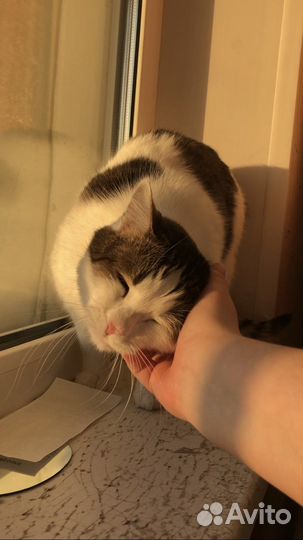 Кошки в добрые руки бесплатно