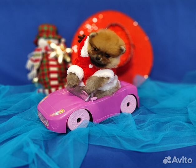 Щенки шпиц мальчики и девочки