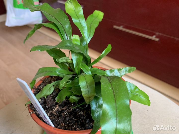 Орхидея Ванила и микросорум