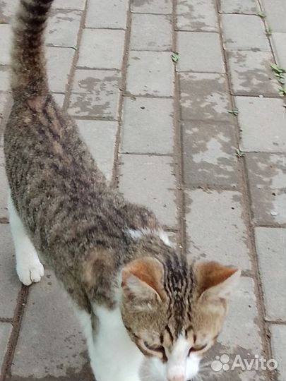 Котята-подростки ищут дом