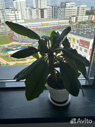 Комнатные цветы