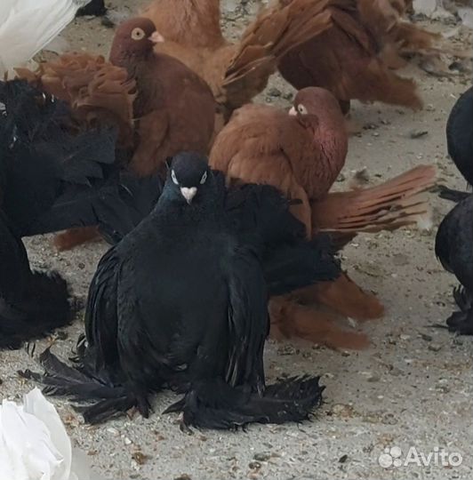 Голуби Ростовские, Ейские двухчубые , сибирские