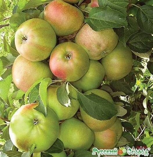 Саженцы яблони Гирлянда
