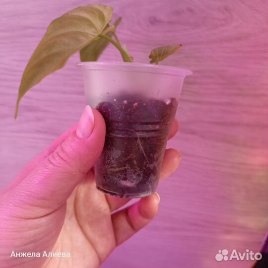 Сингониум, сциндапсус, филодендрон