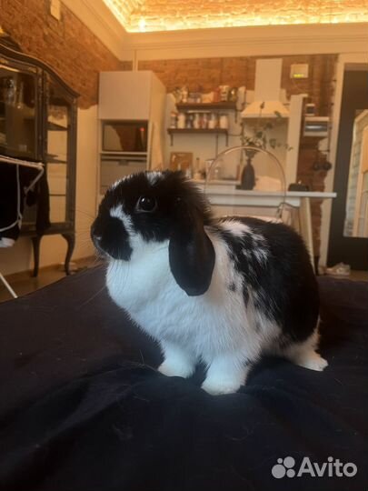 Декоративные кролики