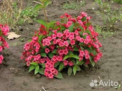 Вейгела Бристол Руби