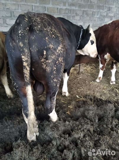 Быки сементалы на откорме