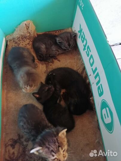 Кошка в дар