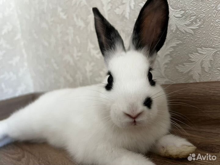 Декоративные кролик