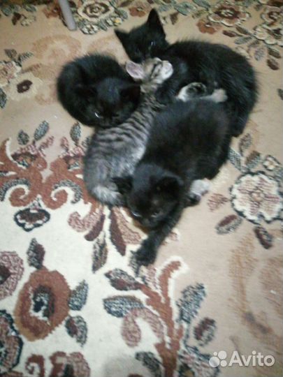 Кошки в добрые руки бесплатно