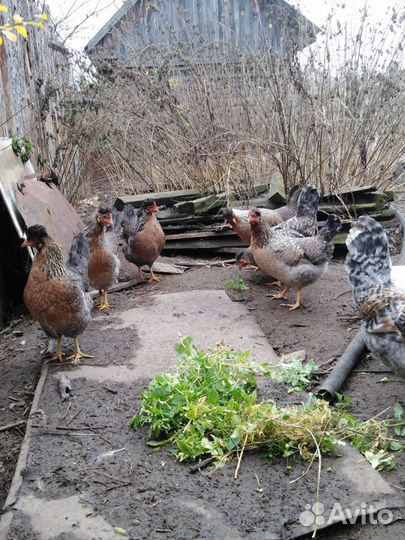 И/яйцо и Петухи породной птицы