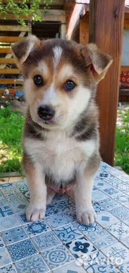 Отдаем щенков в добрые руки, 1,5 мес