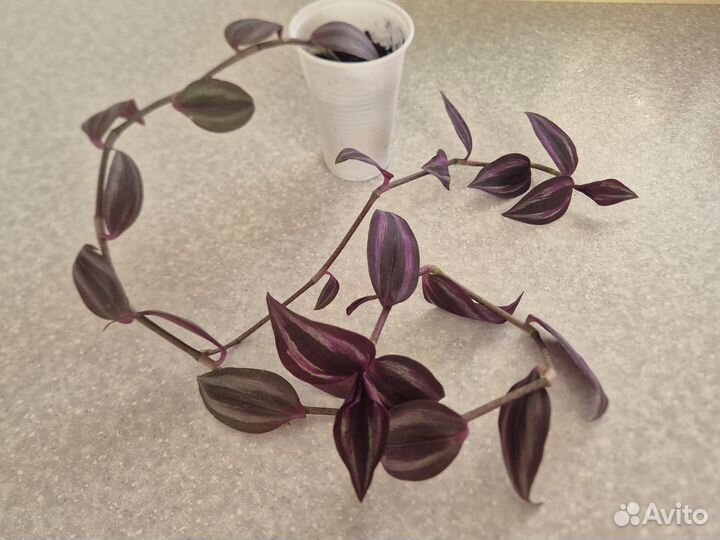 Традесканция Перпл Джой