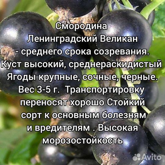 Саженцы смородина, ежевика, крыжовник, малина