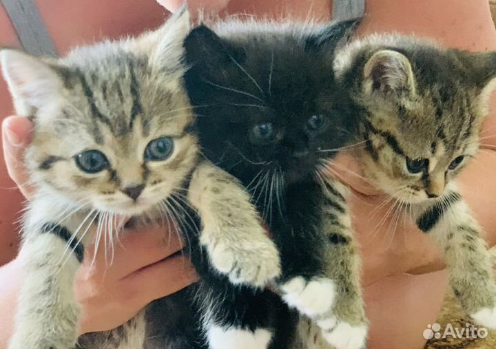 Котята в добрые руки
