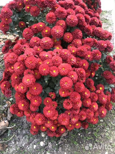 Хризантемы мультифлора -черенки с корнями
