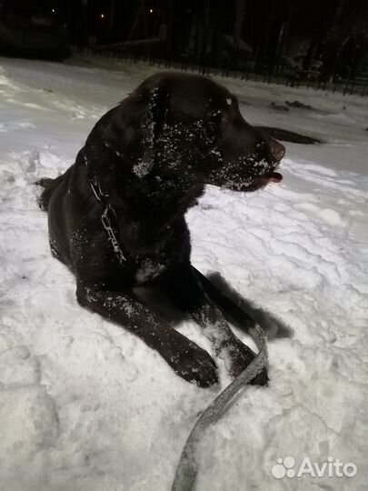 Лабрадор на прокат