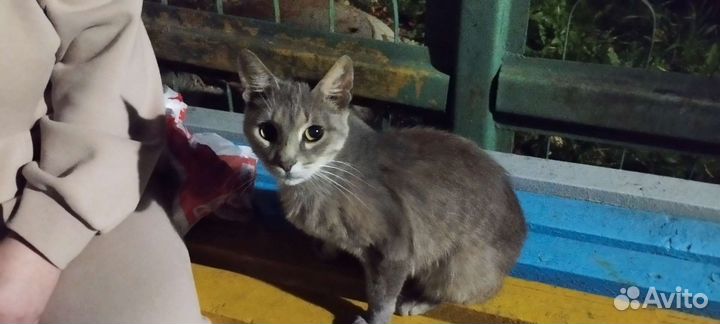 Молодой кот