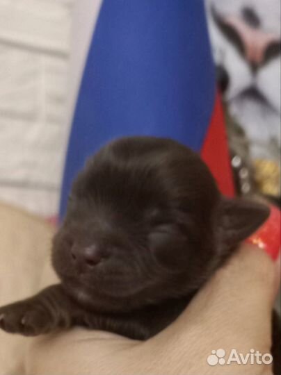 Йоркширский терьер