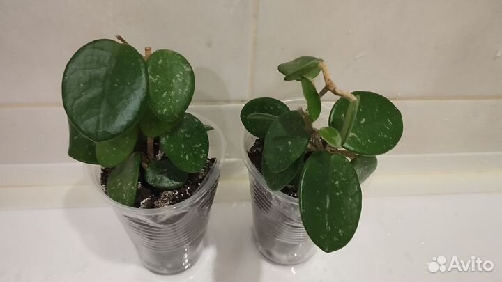 Хойя матильда сплеш