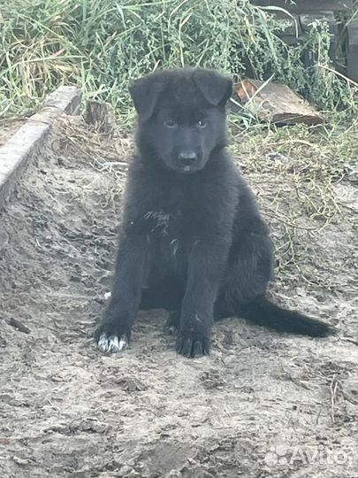 Щенки немецкой овчарки