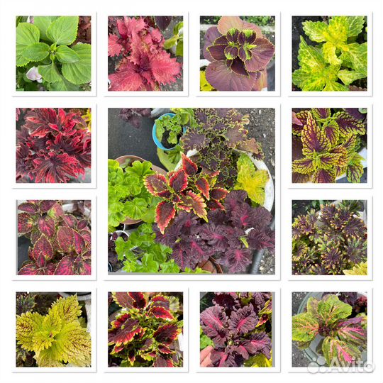 Колеус укорененный